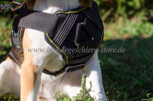 Brustgeschirr aus Nylon für Beagle